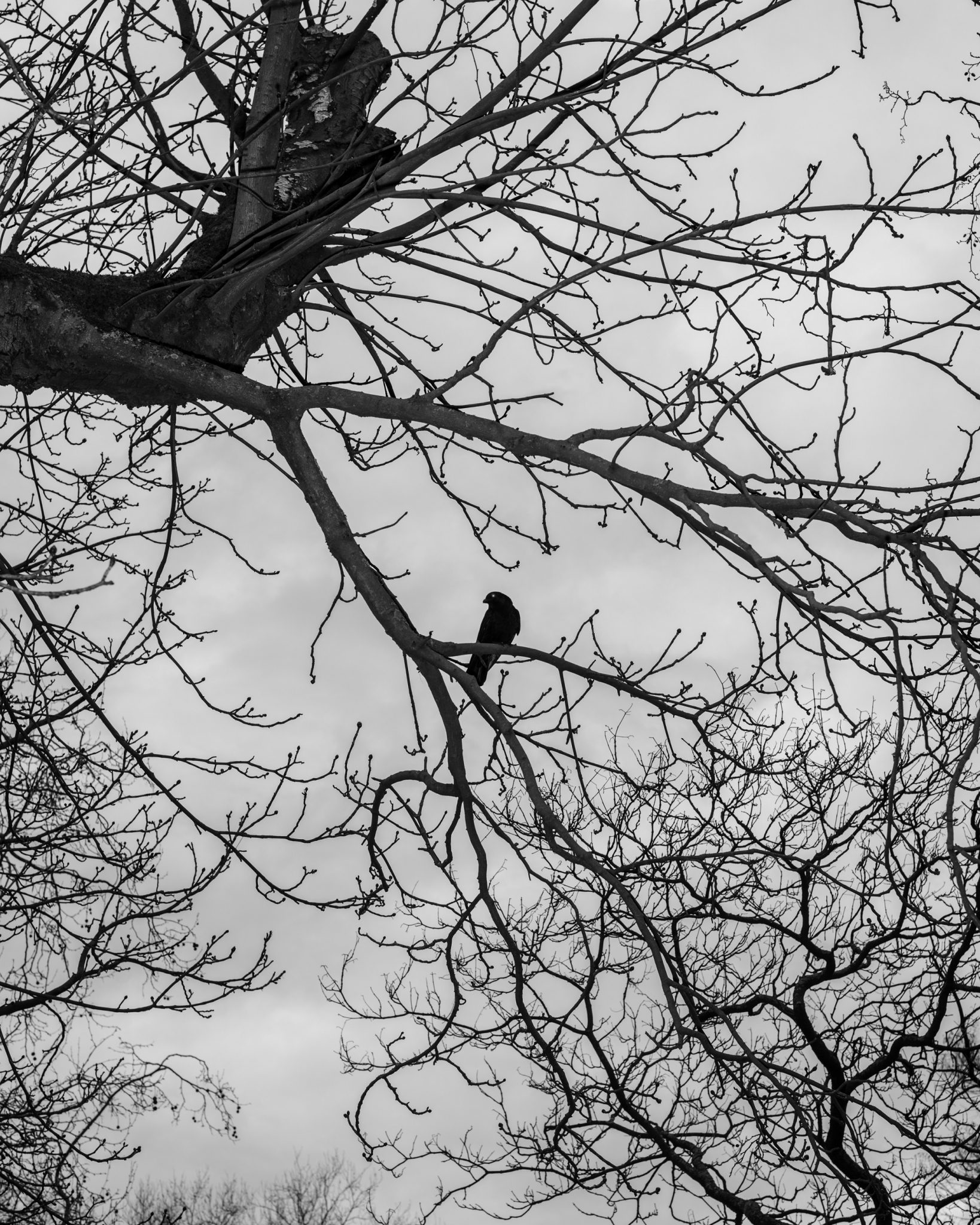 Rick van der Klooster - The Day the Birds stopped Singing